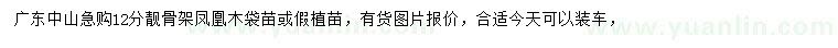 求購(gòu)12公分鳳凰木