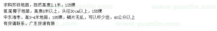 求購蘇鐵、狐尾椰、中東海棗等