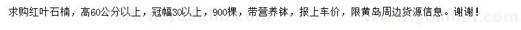 求購高60公分以上紅葉石楠