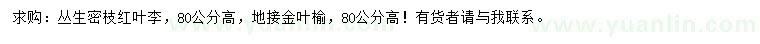 求購高80公分紅葉李