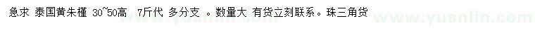 求購高30-50公分泰國黃朱槿