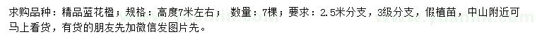 求購(gòu)高7米藍(lán)花楹