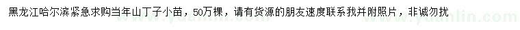 求購山丁子小苗
