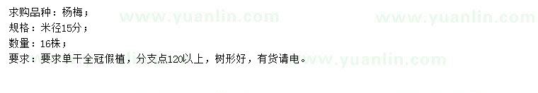 求購米徑15公分楊梅樹