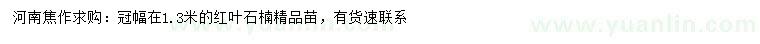 求購冠幅1.3米紅葉石楠