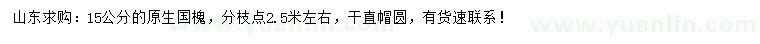 求購15公分國槐