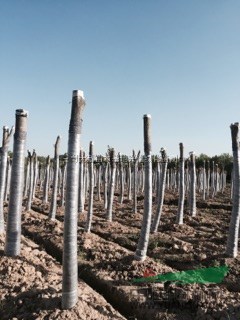 栽植银薇己发芽规格米径15—20厘米，3米截杆最新价格/栽植银薇己发芽规格米径15—20厘米，3米截杆报价