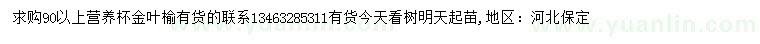 求購90公分以上金葉榆