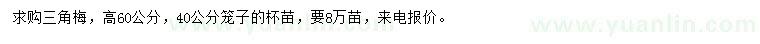 求購高60公分三角梅