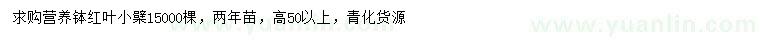 求購(gòu)高50公分以上紅葉小檗
