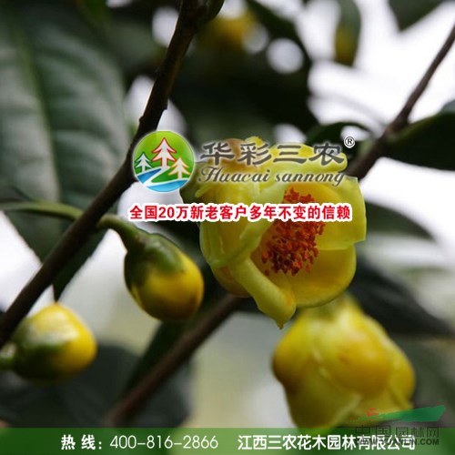 江西凹脈金花茶夏季照1介紹