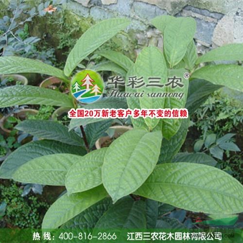 江西凹脈金花茶夏季照1介紹