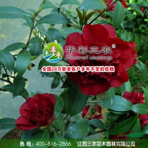 黑魔法茶花春季照1行情報(bào)價(jià)\黑魔法茶花春季照1圖片展示