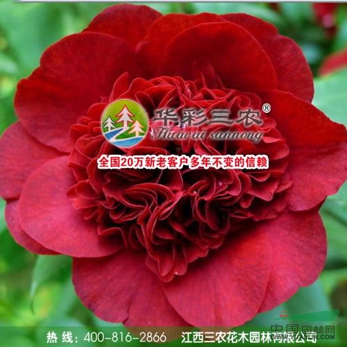 黑魔法茶花春季照1行情報(bào)價(jià)\黑魔法茶花春季照1圖片展示