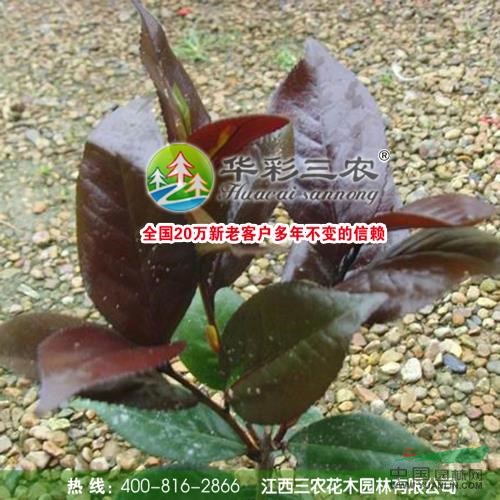 紅葉貝拉春季照1供應(yīng)/紅葉貝拉春季照1圖片