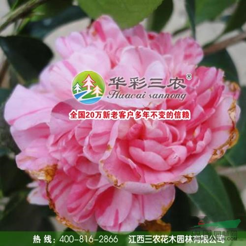 江西花寶珠茶花春季照介紹