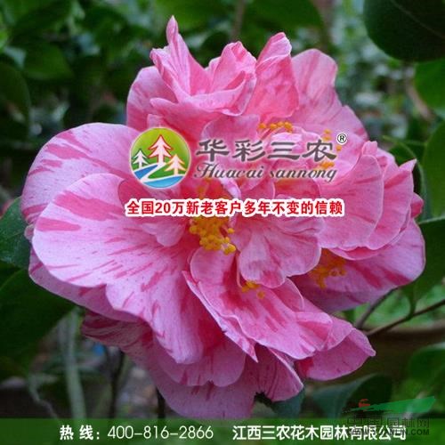 江西花寶珠茶花春季照介紹