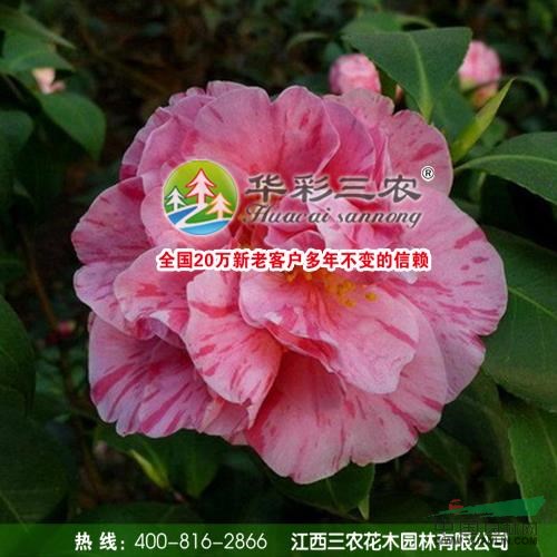 江西花寶珠茶花春季照2最新報(bào)價(jià)/花寶珠茶花春季照2圖片