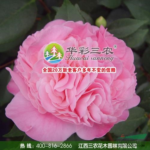 江西烈香茶花春季照信息