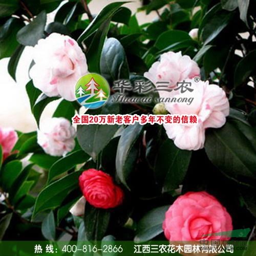 十八學(xué)士茶花春季照2供應(yīng)/十八學(xué)士茶花春季照2圖片