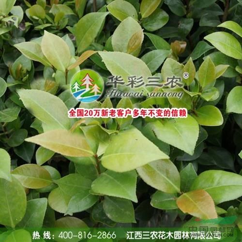 十八學(xué)士茶花夏季照供應(yīng)/十八學(xué)士茶花夏季照?qǐng)D片