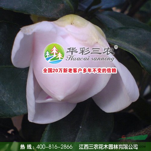 童子面茶花春季照圖片\童子面茶花春季照報價