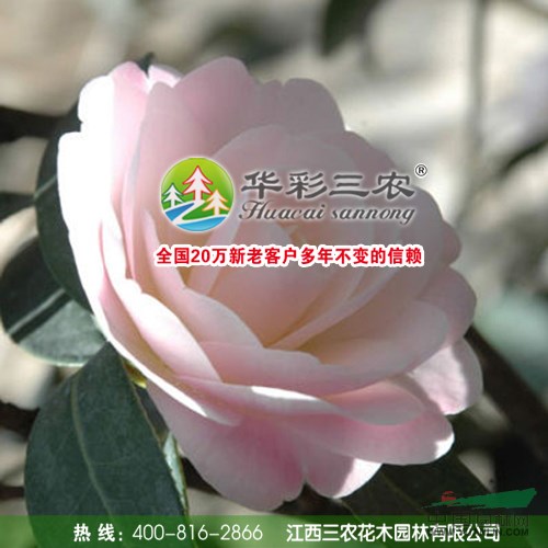 童子面茶花春季照圖片\童子面茶花春季照報價