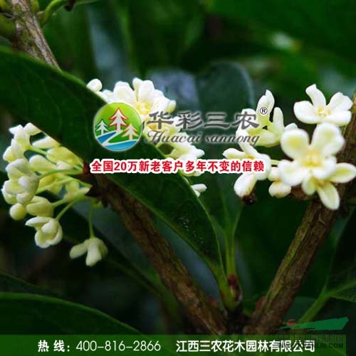 江西佛頂株桂秋季照信息