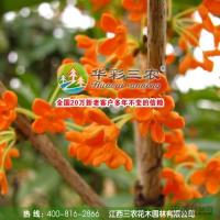 速生紅丹桂夏季照報價/江西速生紅丹桂夏季照報價