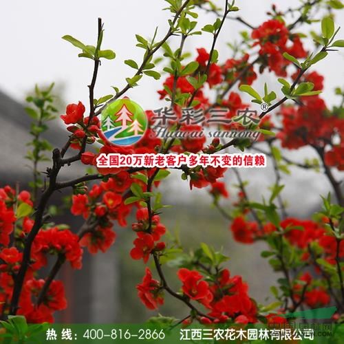 江西貼梗海棠2