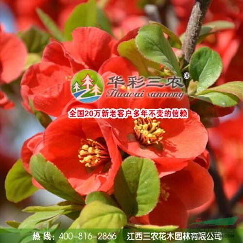 江西貼梗海棠2