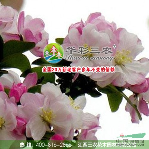 江西西府海棠4信息