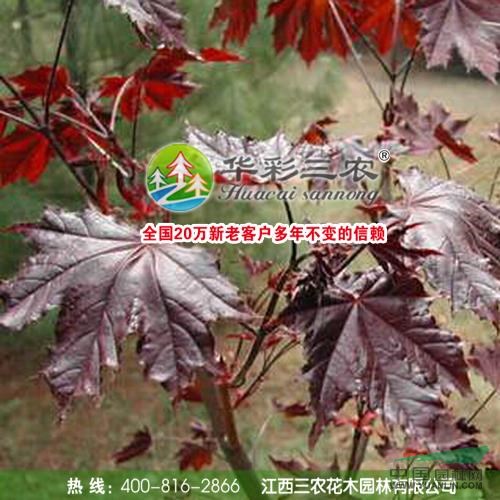 江西紅國王挪威槭2介紹