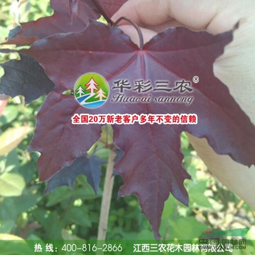 江西紅國王挪威槭2介紹