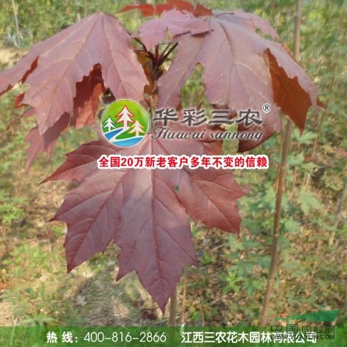 江西紅國(guó)王挪威槭3介紹
