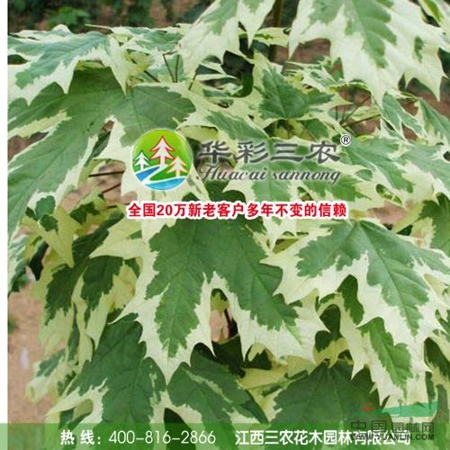 花葉挪威槭樹行情報價\花葉挪威槭樹圖片展示