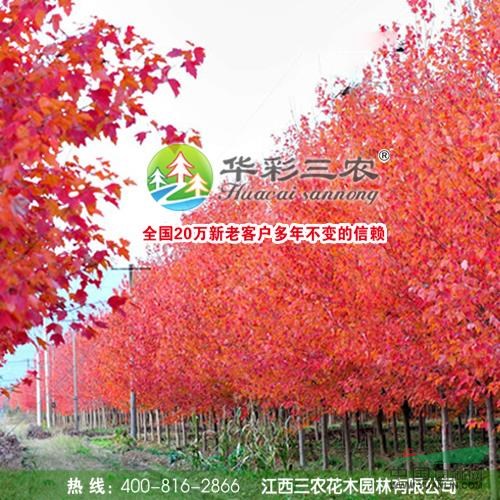 江西美國(guó)紅楓秋火焰介紹