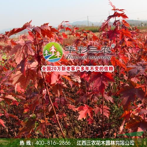 美國紅楓秋火焰3最新價格/美國紅楓秋火焰3報價