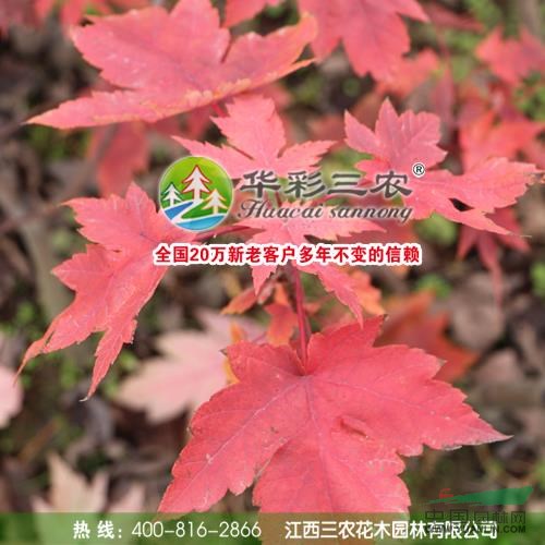 美國紅楓秋火焰6圖片\美國紅楓秋火焰6報價