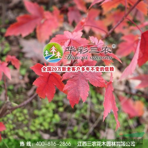 美國紅楓秋火焰6圖片\美國紅楓秋火焰6報價