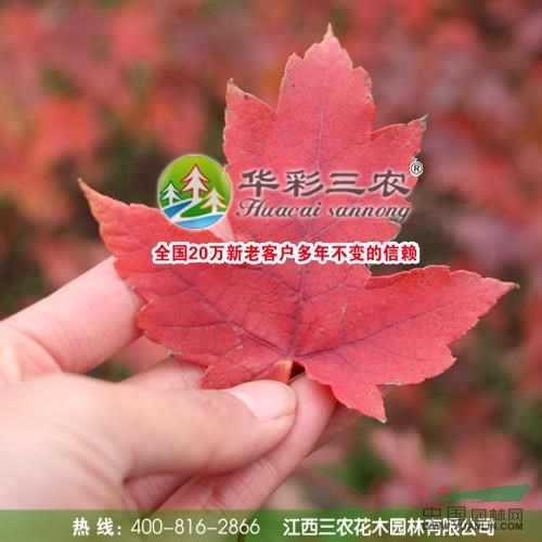 江西美國紅楓秋火焰7介紹