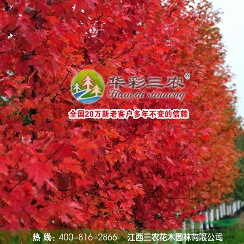 江西美國紅楓秋火焰8信息