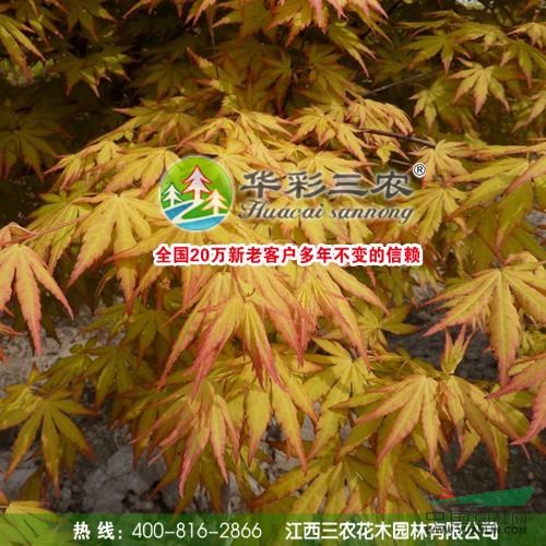 江西夢之橙紅楓