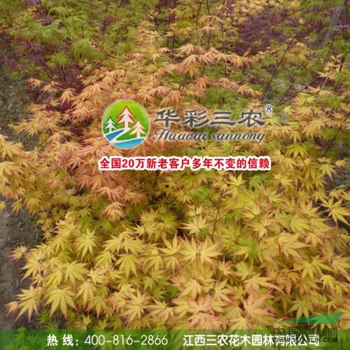 江西夢之橙紅楓8介紹