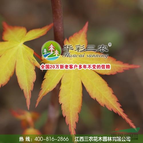 江西夢之橙紅楓8介紹