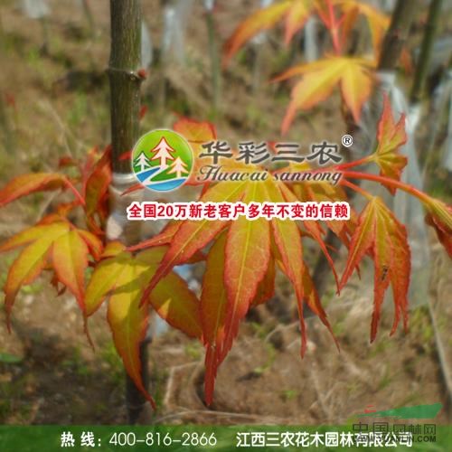 江西夢之橙紅楓9信息