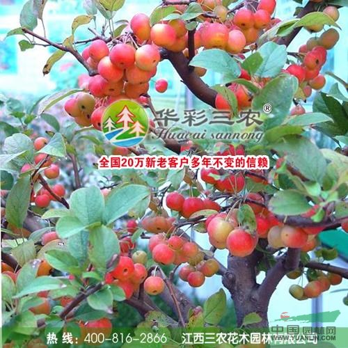 東紅海棠供應(yīng)/東紅海棠圖片