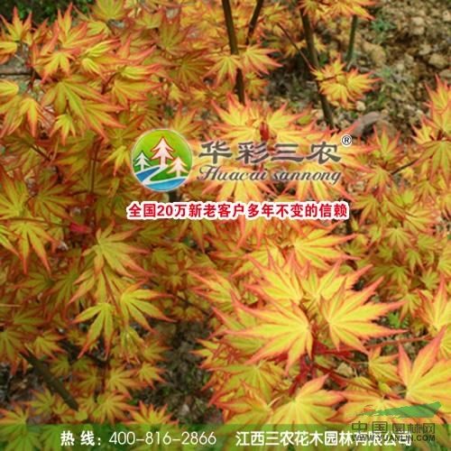 江西夢(mèng)之橙紅楓11介紹