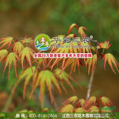 江西夢(mèng)之橙紅楓11介紹