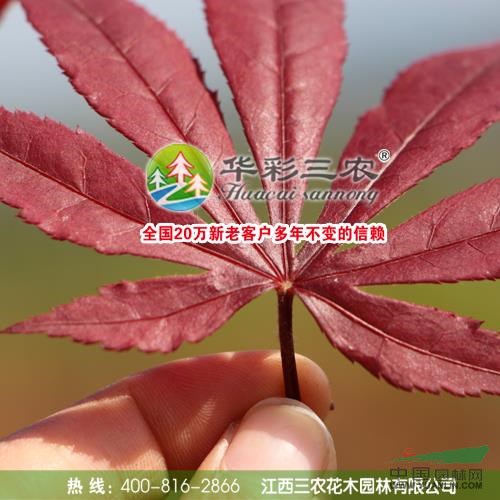 三季紅楓8供應(yīng)/三季紅楓8圖片